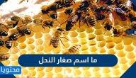ما اسم صغار النحل