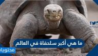 ما هي أكبر سلحفاة في العالم