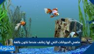 ما هي الحيوانات التي لها زعانف عندما تكون بالغة