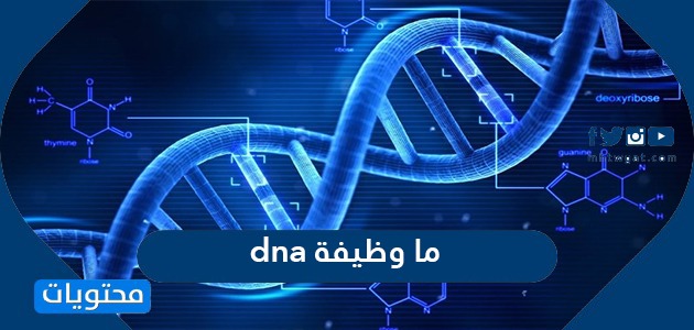 عن ال الجزء الوراثية هو الصفات المسؤول في الخلية dna علم الوراثة
