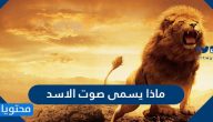 ماذا يسمى صوت الاسد