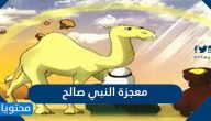 ما هي معجزة النبي صالح