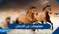 معلومات عن الحصان الجسدية والتاريخية
