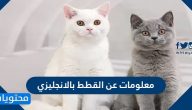 معلومات عن القطط بالانجليزي مع الترجمة