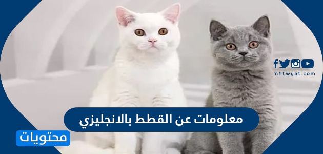 معلومات عن القطط بالانجليزي مع الترجمة