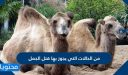 من الحالات التي يجوز بها قتل الجمل