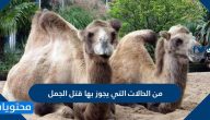من الحالات التي يجوز بها قتل الجمل