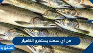 من اي سمك يستخرج الكافيار