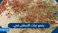 ينمو نبات الارطى في