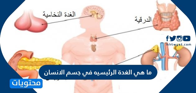 مكان الكبد في الجسم بالصور