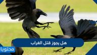 هل يجوز قتل الغراب