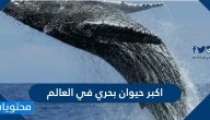 اكبر حيوان بحري في العالم