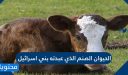 الحيوان الصنم الذي عبدته بني إسرائيل