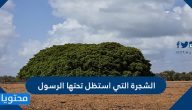 الشجرة التي استظل تحتها الرسول