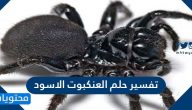 تفسير حلم العنكبوت الاسود ومختلف دلالاته بالتفصيل