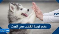 حكم تربية الكلاب في البيت