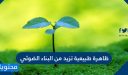 ظاهرة طبيعية تزيد من البناء الضوئي