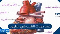  عدد حجرات القلب في الطيور