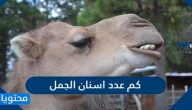 كم عدد اسنان الجمل