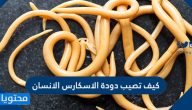 كيف تصيب دودة الاسكارس الانسان