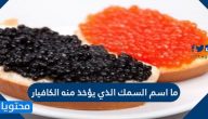 ما اسم السمك الذي يؤخذ منه الكافيار