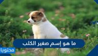 ما هو إسم صغير الكلب