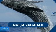 ما هو اكبر حيوان في العالم