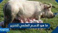 ما هو الاسم العلمي للخنزير