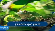 ما هو صوت الضفدع