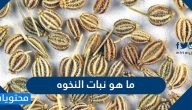 ما هو نبات النخوه وما هي خصائصه وفوائده والقيمة الغذائية له