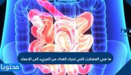 ما هي العضلات التي تحرك الغذاء من المريء الى الامعاء