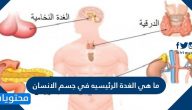 ما هي الغدة الرئيسيه في جسم الانسان