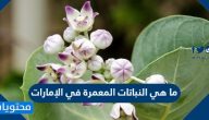 ما هي النباتات المعمرة في الإمارات