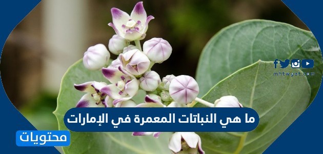 ما هي النباتات المعمرة في الإمارات