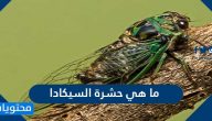 ما هي حشرة السيكادا