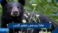ماذا يسمى صغير الدب