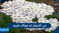 من الازهار له فوائد طبيه