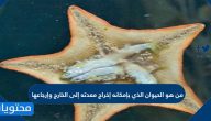 من هو الحيوان الذي بإمكانه إخراج معدته إلى الخارج وإرجاعها
