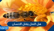 هل النحل يقتل الانسان