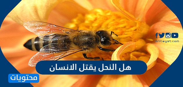 هل النحل يقتل الانسان