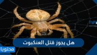 هل يجوز قتل العنكبوت