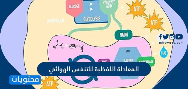 المعادلة اللفظية للتنفس الهوائي موقع محتويات