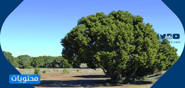 من الأمثلة على الأشجار دائمة الخضرة موقع محتويات