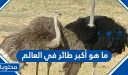 ما هو أكبر طائر في العالم
