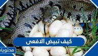 كيف تبيض الافعى