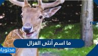 ما اسم أنثى الغزال