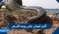 أكبر ثعبان على وجه الأرض