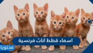 اسماء قطط اناث فرنسية