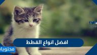 افضل انواع القطط ونصائح هامة لتربية القطط والعناية بها