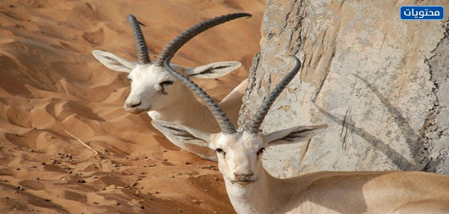 حيوان غزال الرمل العربي